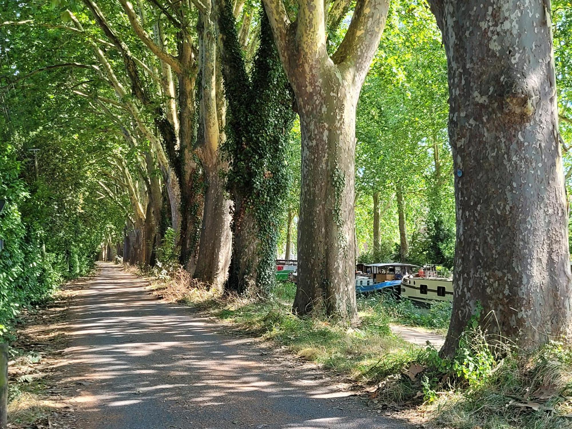 Chambre Sud Chez Habitant Toulouse Exteriör bild